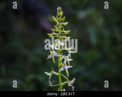 Fleurs blanches verdâtres de la petite orchidée papillon (nom latin : Platanthera bifolia) au Mont Tara, dans l'ouest de la Serbie Banque D'Images