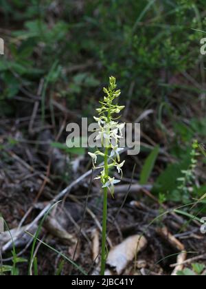 Fleurs blanches verdâtres de la petite orchidée papillon (nom latin : Platanthera bifolia) au Mont Tara, dans l'ouest de la Serbie Banque D'Images