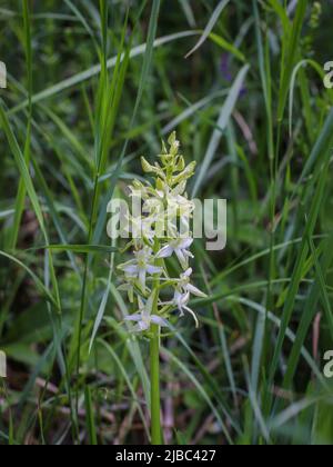 Fleurs blanches verdâtres de la petite orchidée papillon (nom latin : Platanthera bifolia) au Mont Tara, dans l'ouest de la Serbie Banque D'Images