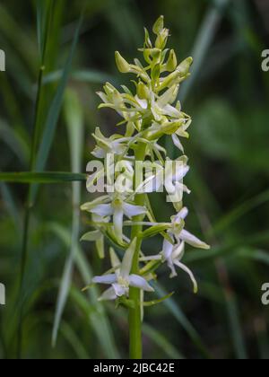 Fleurs blanches verdâtres de la petite orchidée papillon (nom latin : Platanthera bifolia) au Mont Tara, dans l'ouest de la Serbie Banque D'Images