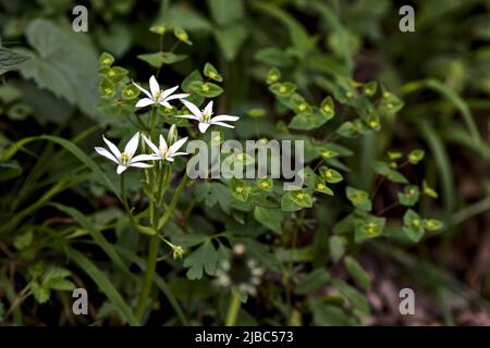 Sauvage ornithogalum par le bord d'une route vue à proximité Banque D'Images