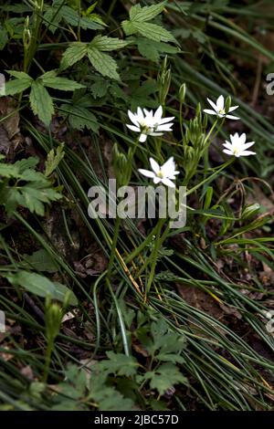 Sauvage ornithogalum par le bord d'une route vue à proximité Banque D'Images