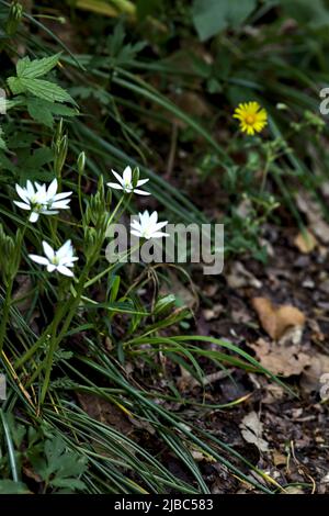 Fleurs sauvages au bord d'une route vue de près Banque D'Images