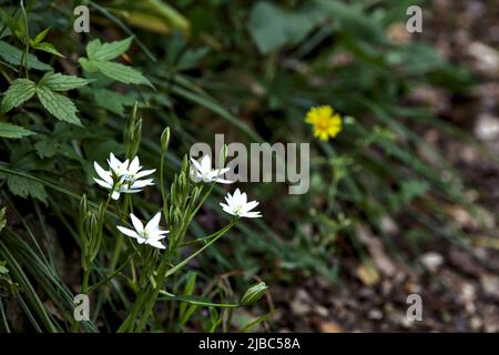 Fleurs sauvages au bord d'une route vue de près Banque D'Images