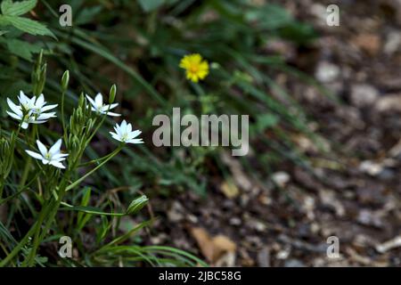 Fleurs sauvages au bord d'une route vue de près Banque D'Images