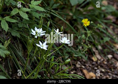 Fleurs sauvages au bord d'une route vue de près Banque D'Images