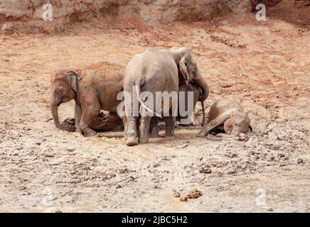 Un groupe d'éléphants asiatiques, y compris un veau, sont repérés se baignant dans la boue au Sri Lanka. Banque D'Images