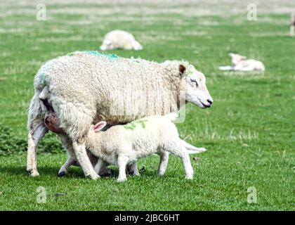 Un petit agneau de printemps a faim et tète le lait de la tétine de brebis mère. Cette photo a été prise dans East Sussex près du Kent. Banque D'Images