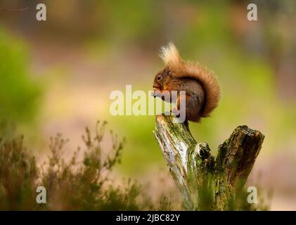 Très mignon écureuil rouge vu sauvage en Écosse en raison du Pine Martin contrôlant les nombres d'écureuils gris Banque D'Images