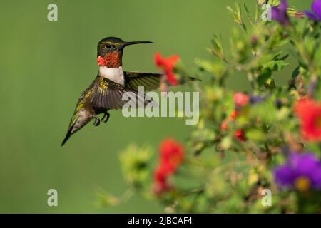 Nectar de rassemblement d'oiseaux-mouches à gorge rubis Banque D'Images