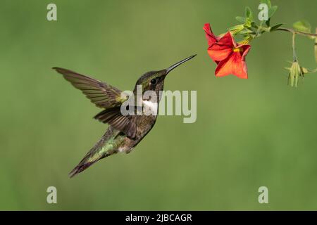 Un colibri à gorge rubis recueillir le nectar. Banque D'Images