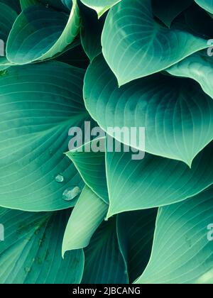 de belles gouttes d'eau claires sur les feuilles de hosta vert émeraude - texture d'arrière-plan Banque D'Images