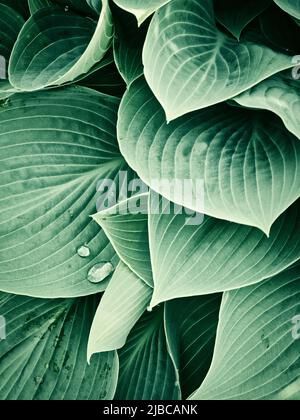 de belles gouttes d'eau claires sur des feuilles de hosta vertes - texture d'arrière-plan vintage Banque D'Images