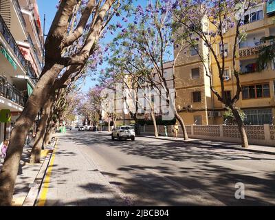 Arbres Jacaranda fleuris le long de l'avenue Mijas.Fuengirola, province de Malaga, Espagne. Banque D'Images