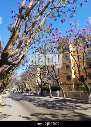 Arbres Jacaranda fleuris le long de l'avenue Mijas.Fuengirola, province de Malaga, Espagne. Banque D'Images