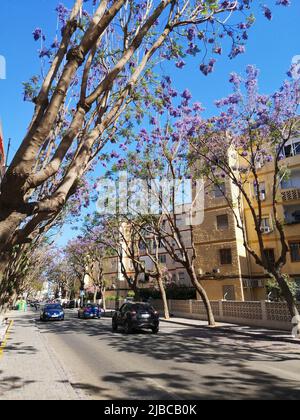Arbres Jacaranda fleuris le long de l'avenue Mijas.Fuengirola, province de Malaga, Espagne. Banque D'Images