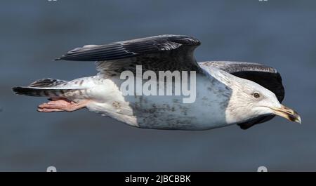 Le Goéland argenté européen est un grand Goéland, d'une longueur maximale de 66 cm. Un des plus connus de tous les goélands le long des rives de l'Europe occidentale, Young Bird. Banque D'Images