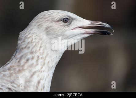 Le Goéland argenté européen est un grand Goéland, d'une longueur maximale de 66 cm. Un des plus connus de tous les goélands le long des rives de l'Europe occidentale, Young Bird. Banque D'Images