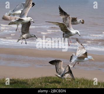 Le Goéland argenté européen est un grand Goéland, d'une longueur maximale de 66 cm. Un des plus connus de tous les goélands le long des rives de l'Europe occidentale, Young Bird. Banque D'Images