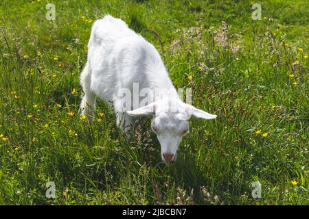 Bébé chèvre enfant tombe dans un pré vert dans l'herbe. Concept d'agriculture. Paysage d'été, pâturage. Pâturage sur les prairies Banque D'Images