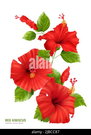 Composition réaliste d'hibiscus avec texte modifiable et image isolée de fleurs fleuries avec illustrations vectorielles de feuilles et de tiges Illustration de Vecteur