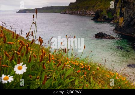 Fleurs sauvages sur la côte d'Antrim en Irlande du Nord. Banque D'Images