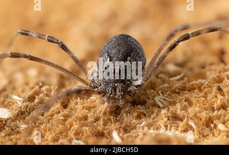 Photo macro d'une araignée avec de longues pattes. Banque D'Images