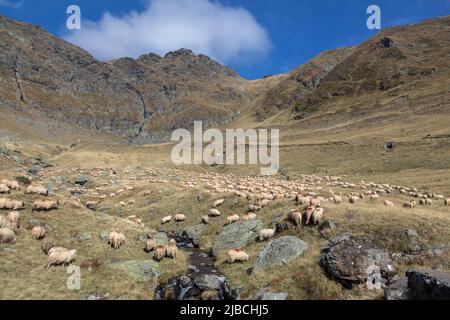 Des troupeaux de moutons traversent un ruisseau dans la vallée avec pour toile de fond les montagnes rocheuses de Transfagaras, Roumanie Banque D'Images