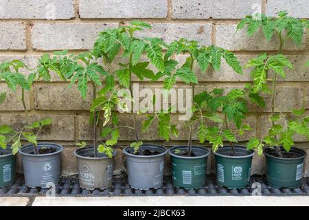 Plants de tomates poussant à l'extérieur dans des pots d'usine recyclés prêts pour la plantation, Royaume-Uni Banque D'Images