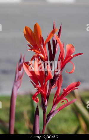 Le Canna ou le nénuphars est le seul genre de plantes à fleurs de la famille des Cannacées, les Cannas sont également utilisés en agriculture comme source d'amidon pour l'homme Banque D'Images