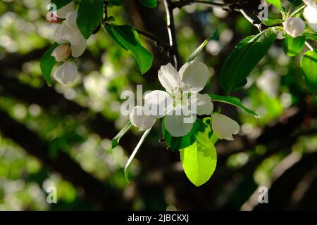 Fantastique fleur blanche d'un pommier au début du printemps à Ottawa, Ontario, Canada. Banque D'Images