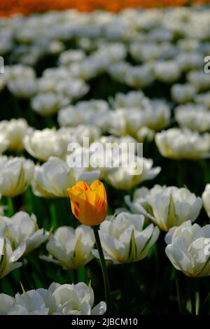 Magnifique lit de tulipes blanches exotiques au Festival canadien des tulipes 2022. Ottawa, Ontario, Canada. Banque D'Images