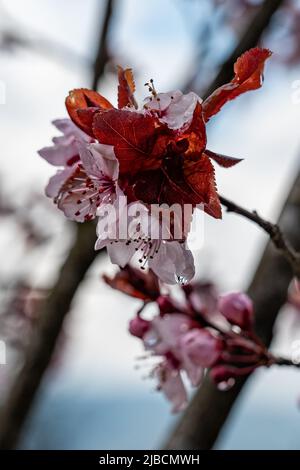 Fleur de Prunus cerasoides, plantes de cerisier de l'Himalaya sauvage. Gros plan. Banque D'Images