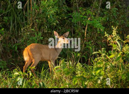 Cercueil rouge (Mazama americana) dans un feuillage dense Banque D'Images