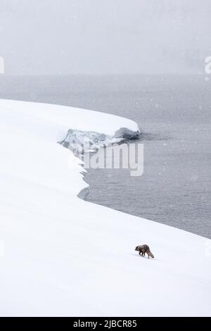 Renard arctique profitant de la neige dans la réserve naturelle de Hornstrandir, Islande. Banque D'Images