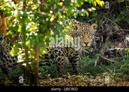 Jaguar (Panthera onca) se promonant dans la jungle en regardant la caméra Banque D'Images