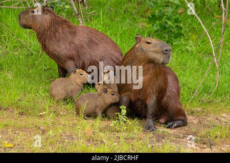 La mère de capybara (Hydrochoerus hydrochaeris) est jeune Banque D'Images