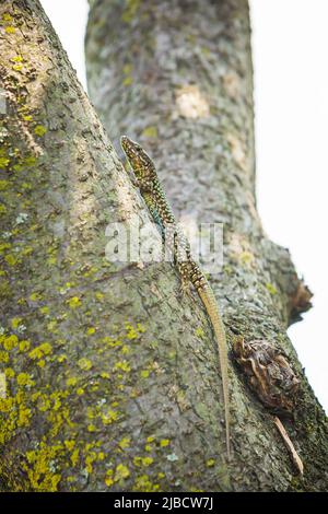 Podarcis muralis, politique européenne de lézard des murailles, le repos dans la lumière du soleil sur un arbre avec des feuilles vert dense. Faible profondeur de champ, selective focus, ima macro Banque D'Images