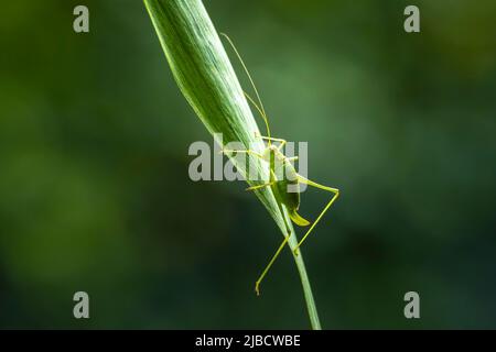 Gros plan pf un buisson-cricket tacheté, Leptophyes punctatissima Banque D'Images