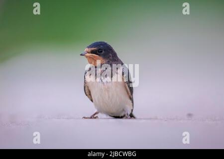 Barn Swallow, Hirundo rustica, les poussins étant nourris.Un grand groupe de ces étables de grange permet de chasser et de chasser les insectes et de prendre leur repos occasionnel sur Banque D'Images