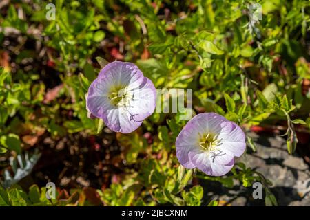 La premrose mexicaine (Oenothera speciosa) également connue sous le nom de premrose du soir Banque D'Images