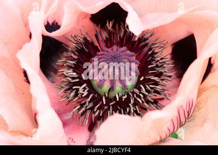 gros plan d'un coquelicot oriental de couleur saumon avec vue directe sur le noeud des fruits et les nombreuses étamines sombres Banque D'Images