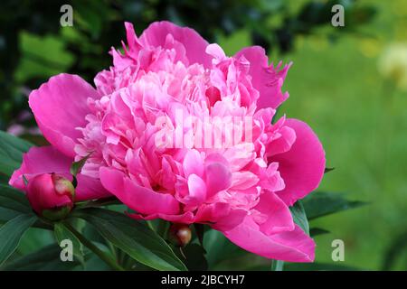 gros plan d'une magnifique pivoine rose pleine de fleurs sur un fond vert foncé, espace de copie Banque D'Images