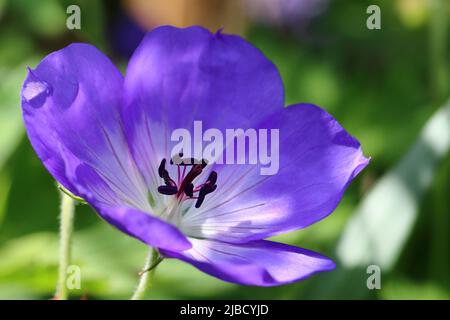 gros plan d'une fleur bleue à motif cranesbill avec vue sur les étamines bleu foncé, mise au point sélective Banque D'Images