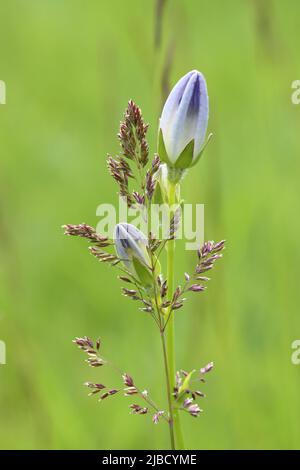 gros plan d'une panicule de prairie et de deux boutons bleus blancs sur fond vert flou Banque D'Images