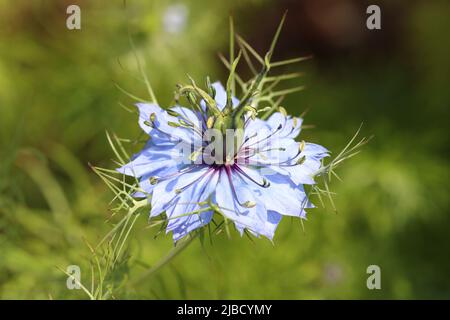 Gros plan d'une belle fleur de Nigella damascena bleu clair sur un arrière-plan vert flou Banque D'Images