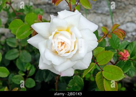 Gros plan de Crocus Rose un arbuste anglais a fleuri en été Carmarthenshire Wales UK juin 2022 KATHY DEWITT Banque D'Images