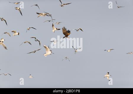 Marsh Harrier Circus aeruginosus, femelle adulte emmenée par des avocats eurasiens, des goélands à tête noire et des sternes communes Banque D'Images