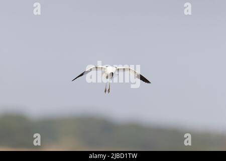 Avocet eurasien (Recurvirostra avosetta) adulte volant, Suffolk, Angleterre, juin Banque D'Images