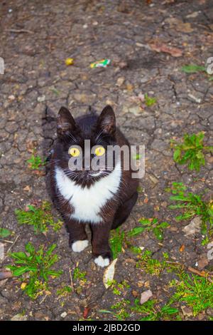 Chat mignon, tuxedo motif noir et blanc bicolore européen Shorthair, posant sur le sol Banque D'Images